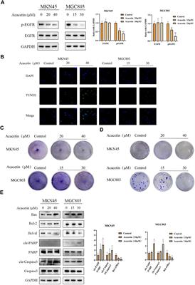 Acacetin exerts antitumor effects on gastric cancer by targeting EGFR